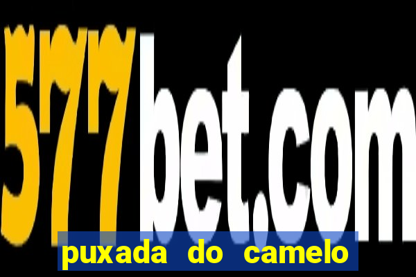 puxada do camelo jogo do bicho